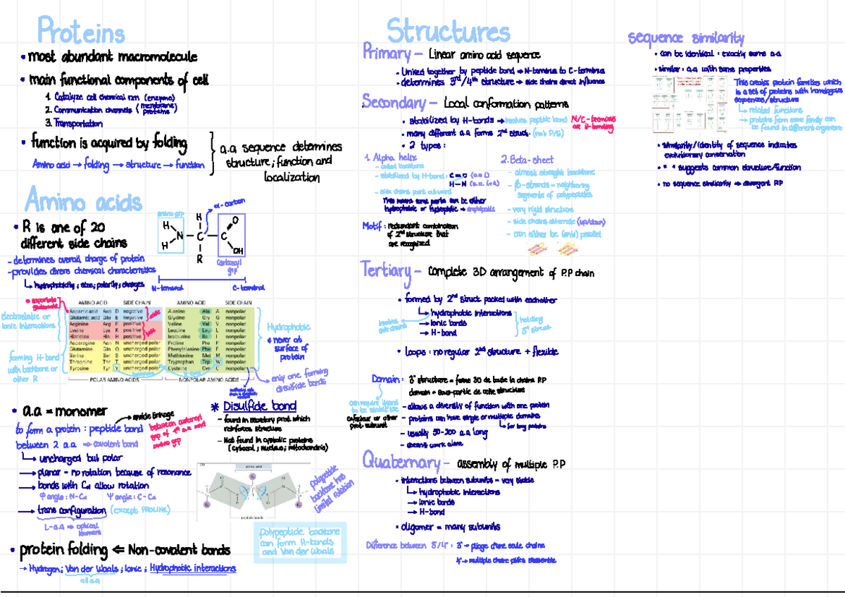 Biochemistry 101: Study Guide on Protein Structure and Function - Studocu
