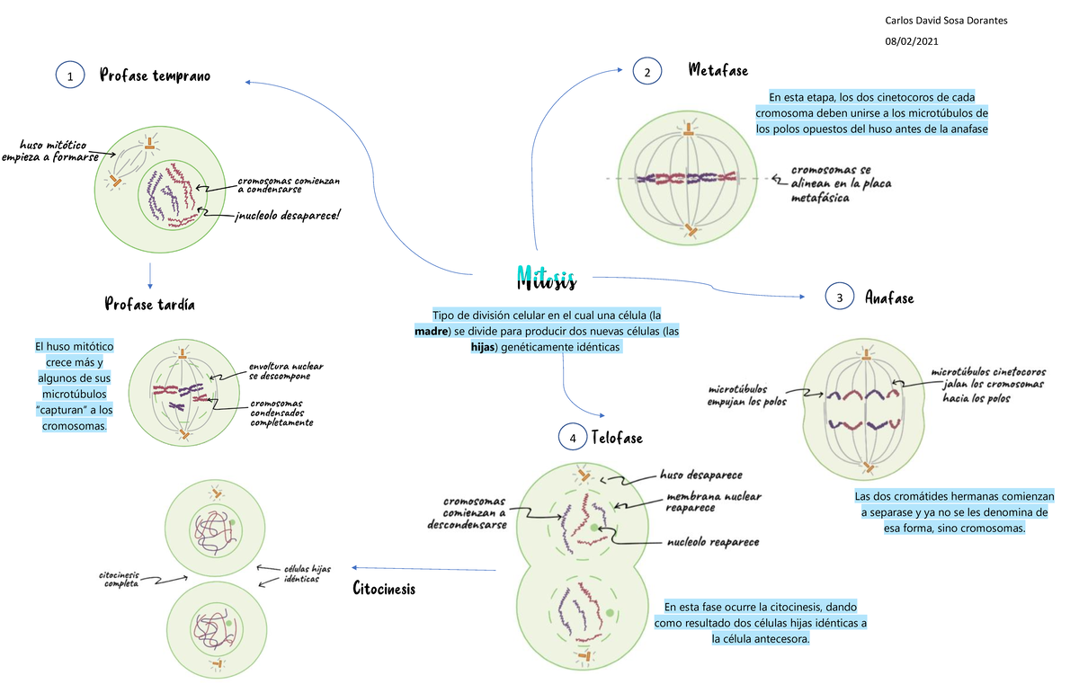 Mapa Mental de Mitosis - División Celular en Células Hijas - Studocu