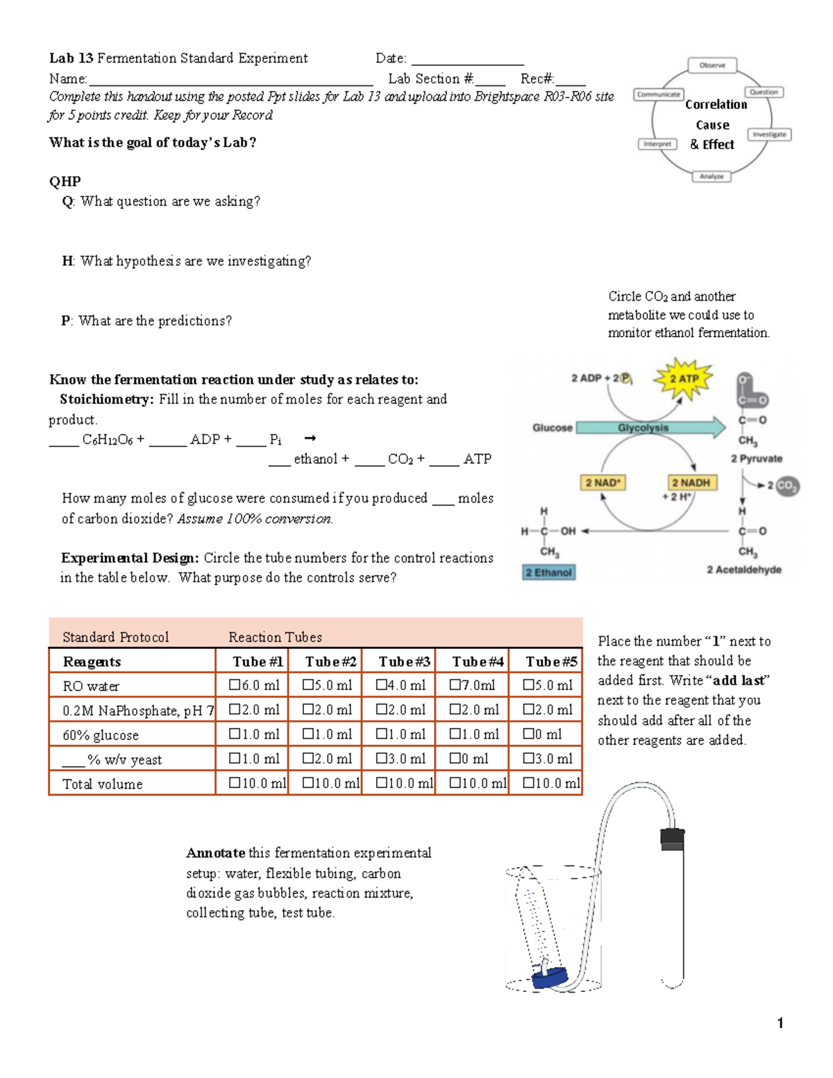 Lab 13 Makeup Rec Handout for BIO205: Fermentation Experiment - Studocu