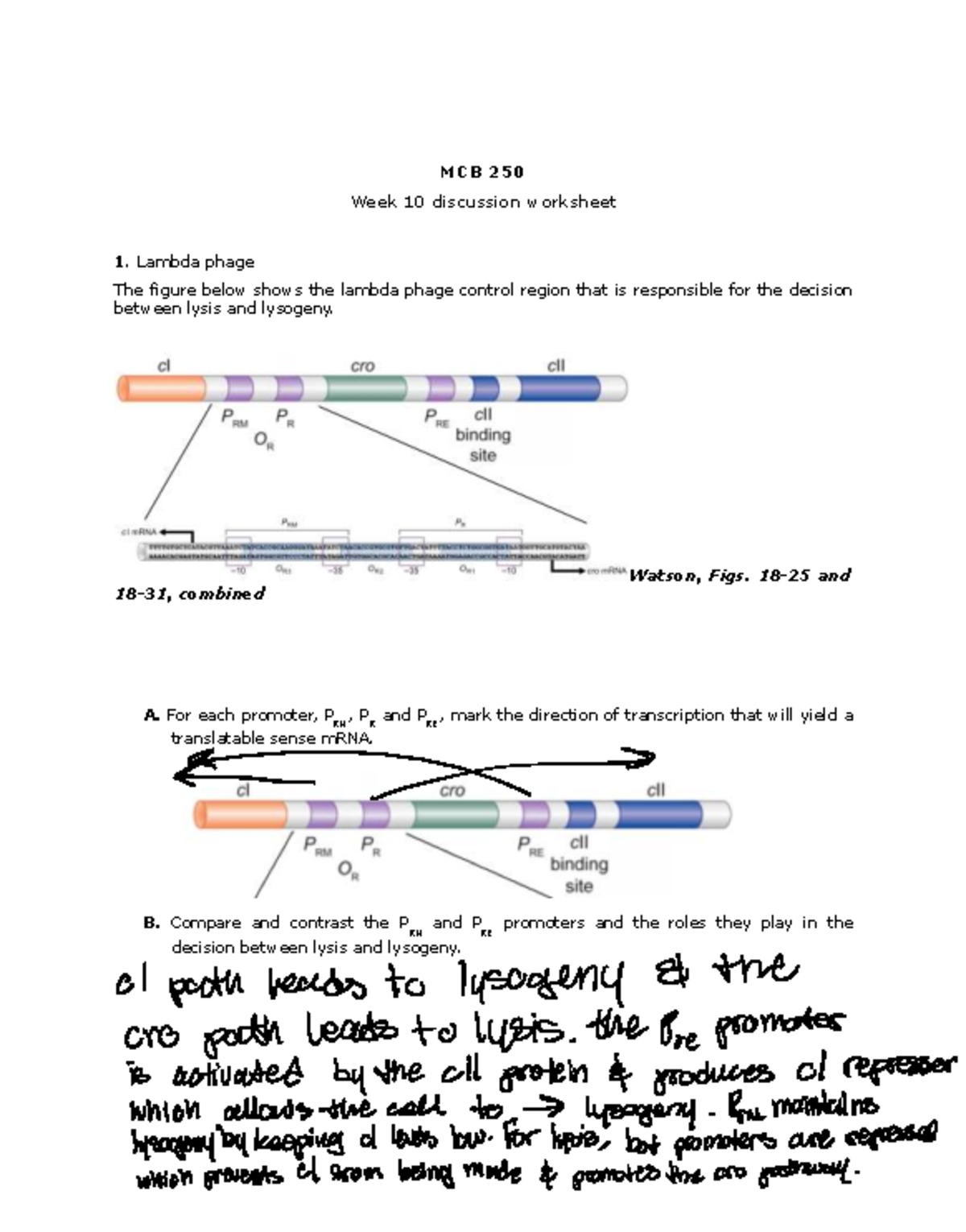 MCB 250 Week 10 Discussion Worksheet: Lambda Phage & Gene Regulation ...