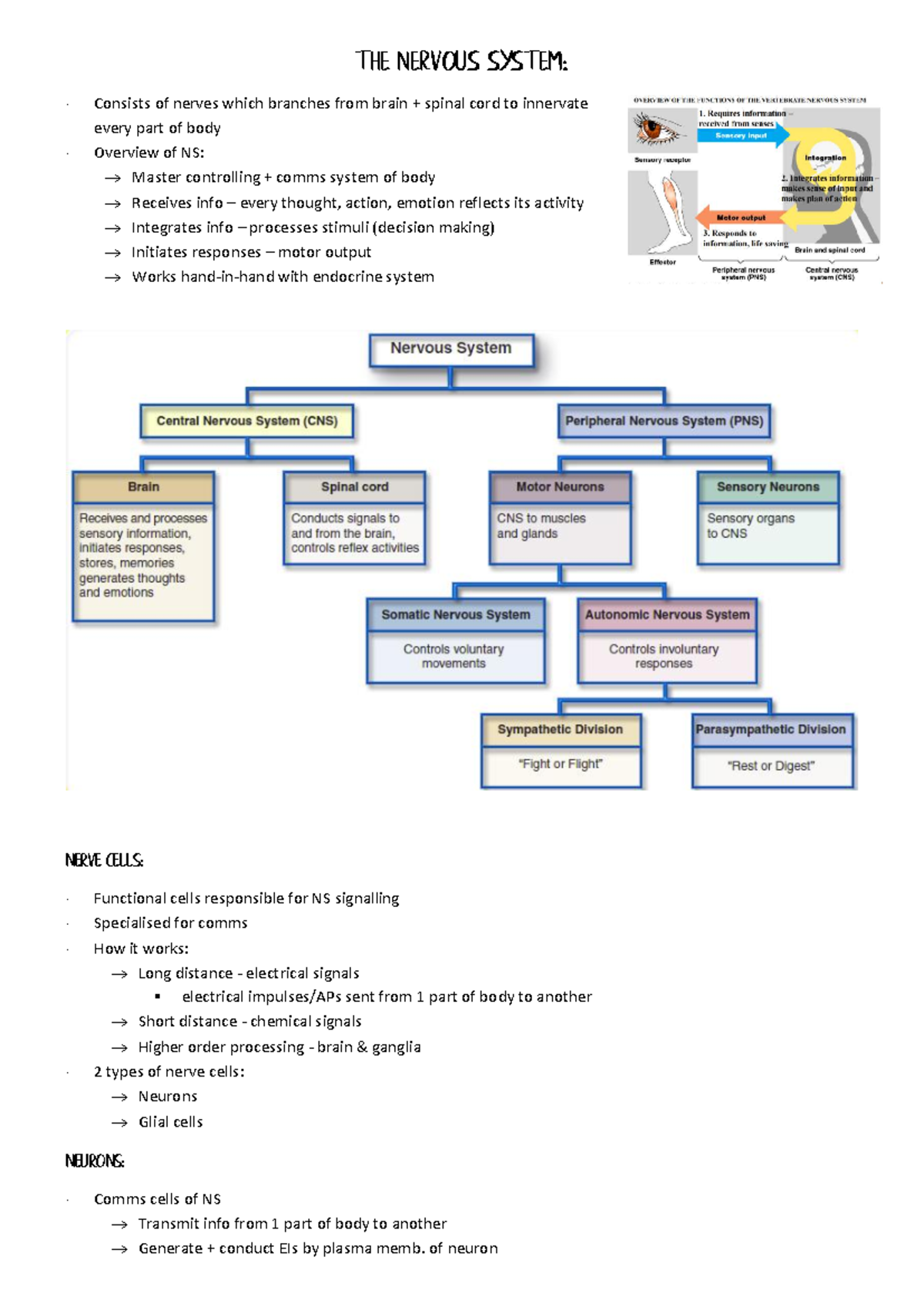 Neurobiology (BIO 101): Overview of the Nervous System and Its ...