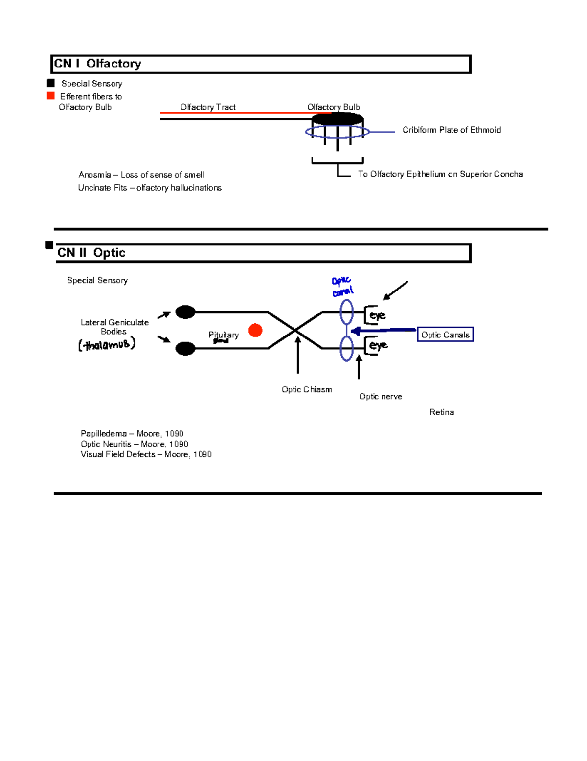 CN Diagrams - May's Notes: Cranial Nerves Overview and Functions - Studocu