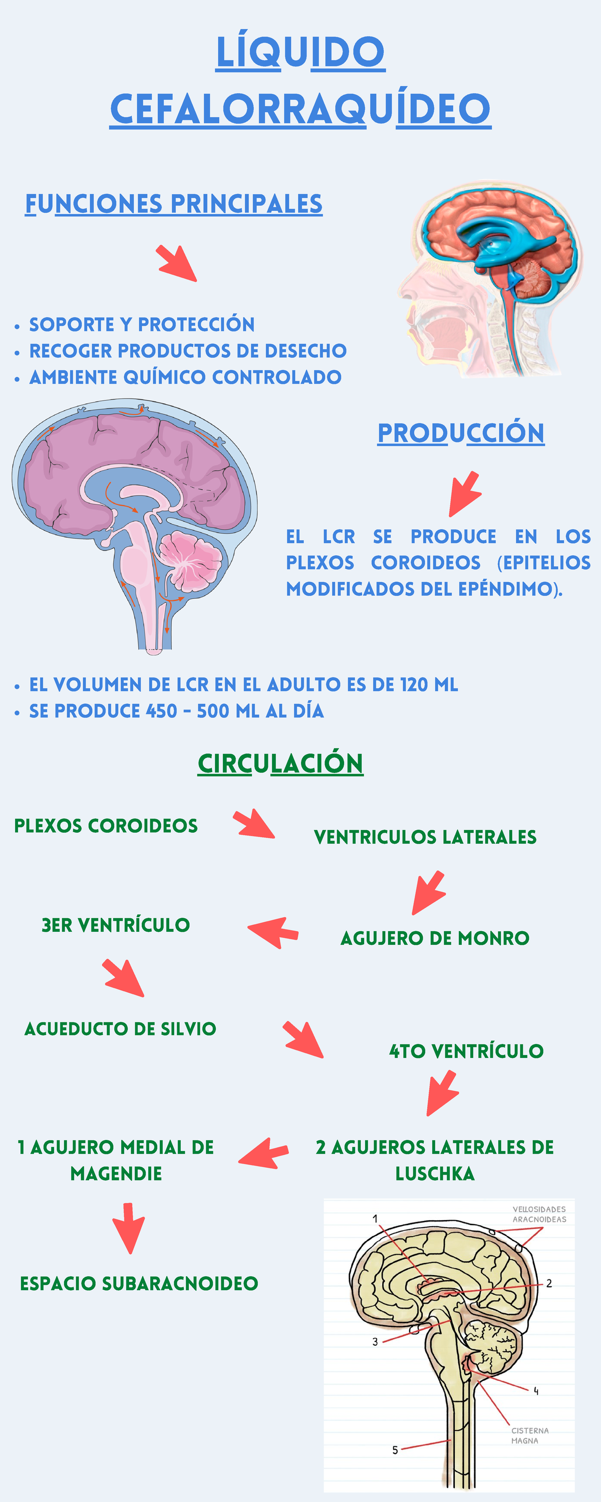 Liquido Cefalorraquideo-LCR- ANATOMIA 2018 - Anatomía - URP - Studocu
