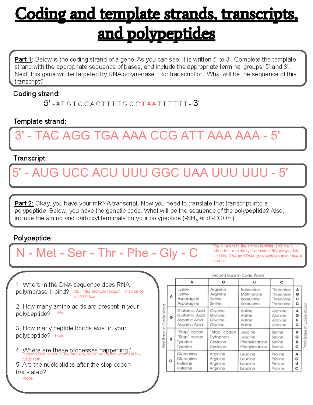[Answer Key] 2.1 Coding & Template Strands: Transcription & Translation ...
