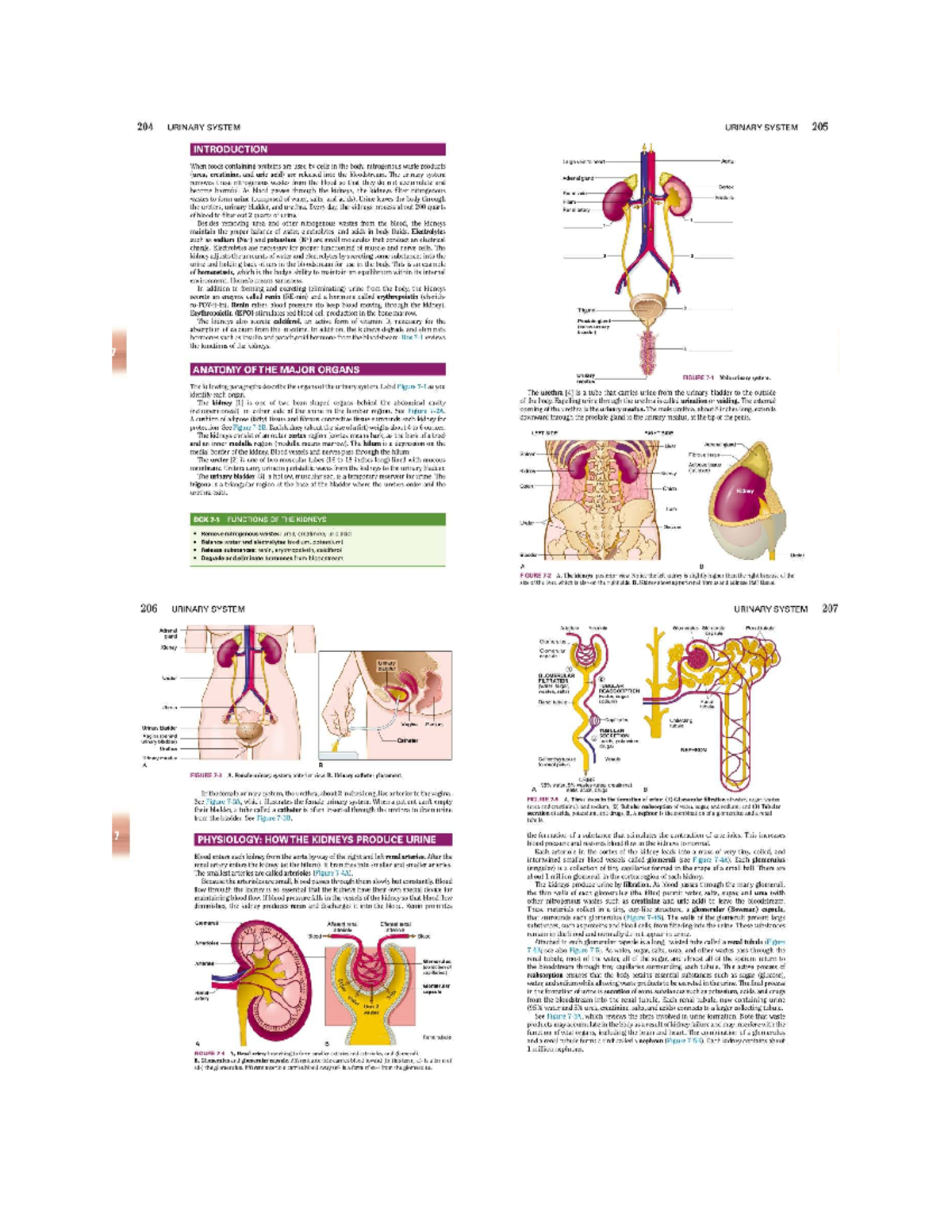 **Title: 204 URINARY SYSTEM: Comprehensive Overview and Analysis ...