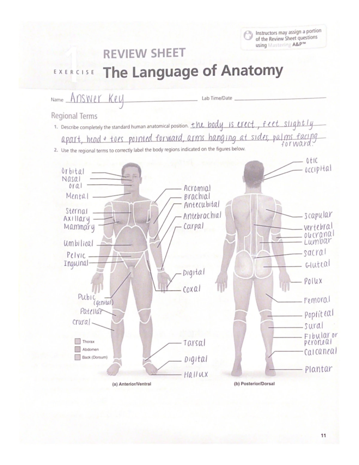 解剖学 1 Anatomy 1 Anatomy Exam #1 - Lecture notes 1-4 - Anatomy Exam study of
