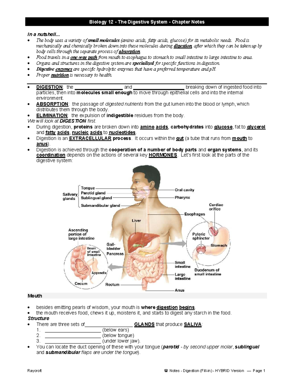 Biology 12 - The Digestive System: Comprehensive Study Guide - Studocu