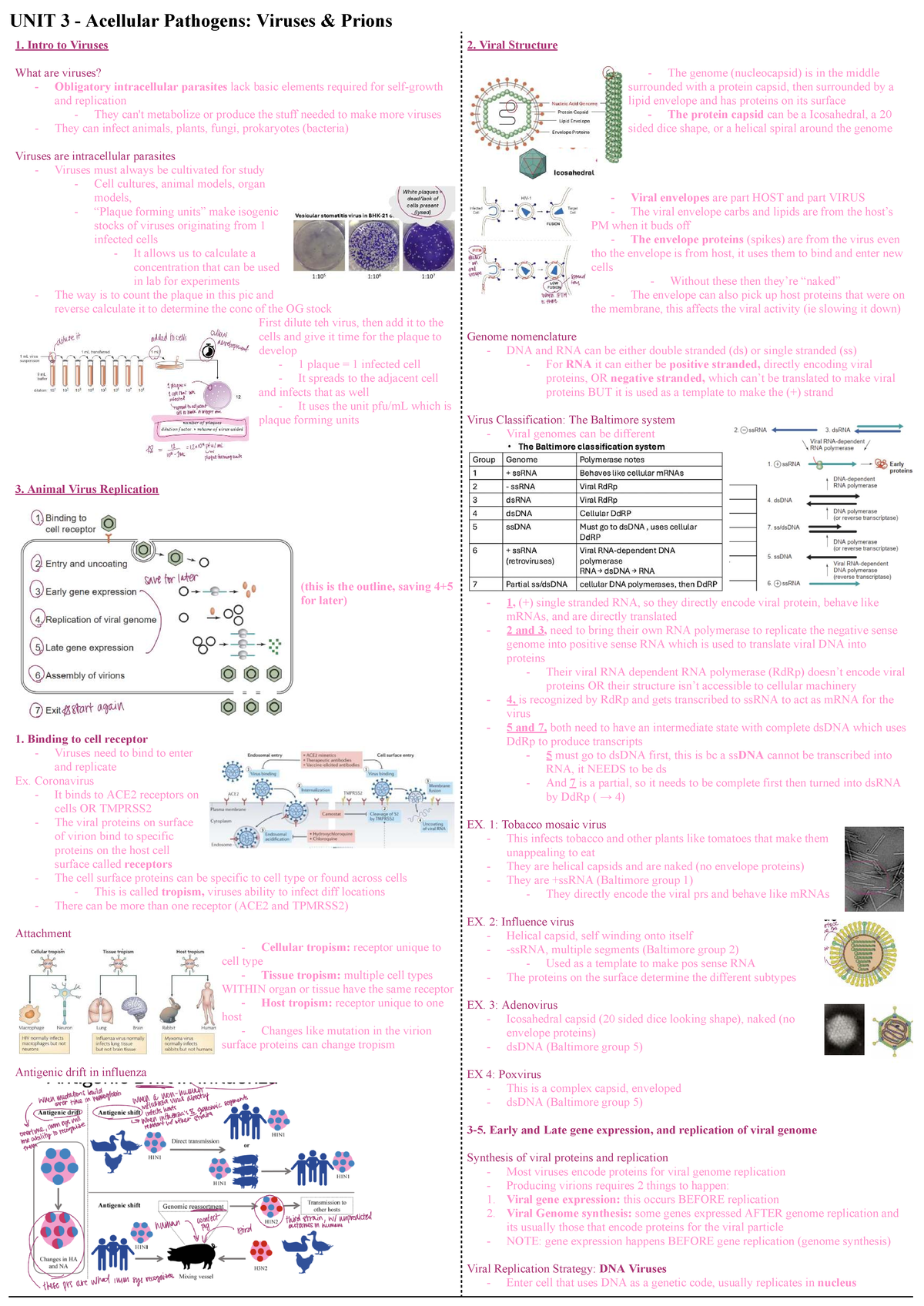 Unit 3 - Acellular Pathogens: Viruses and Prions Lecture Notes - Studocu