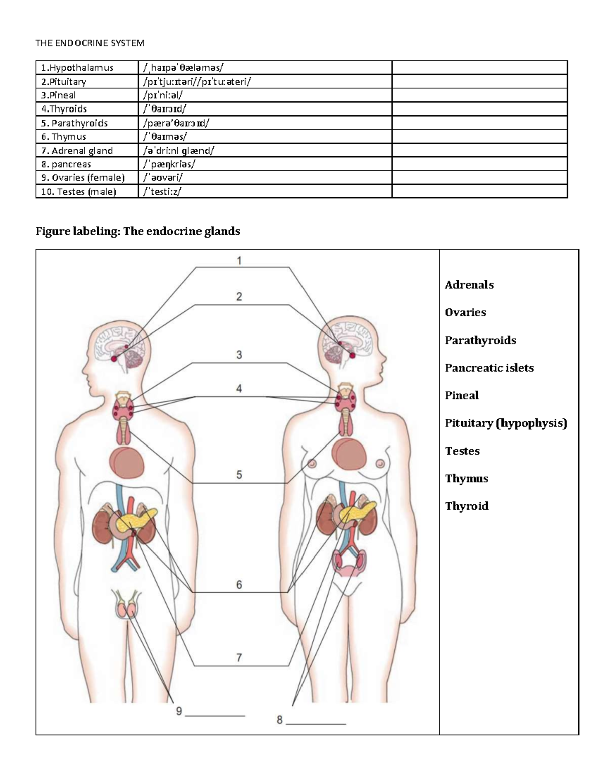Endocrine System Overview - English 4 Study Guide - Studocu