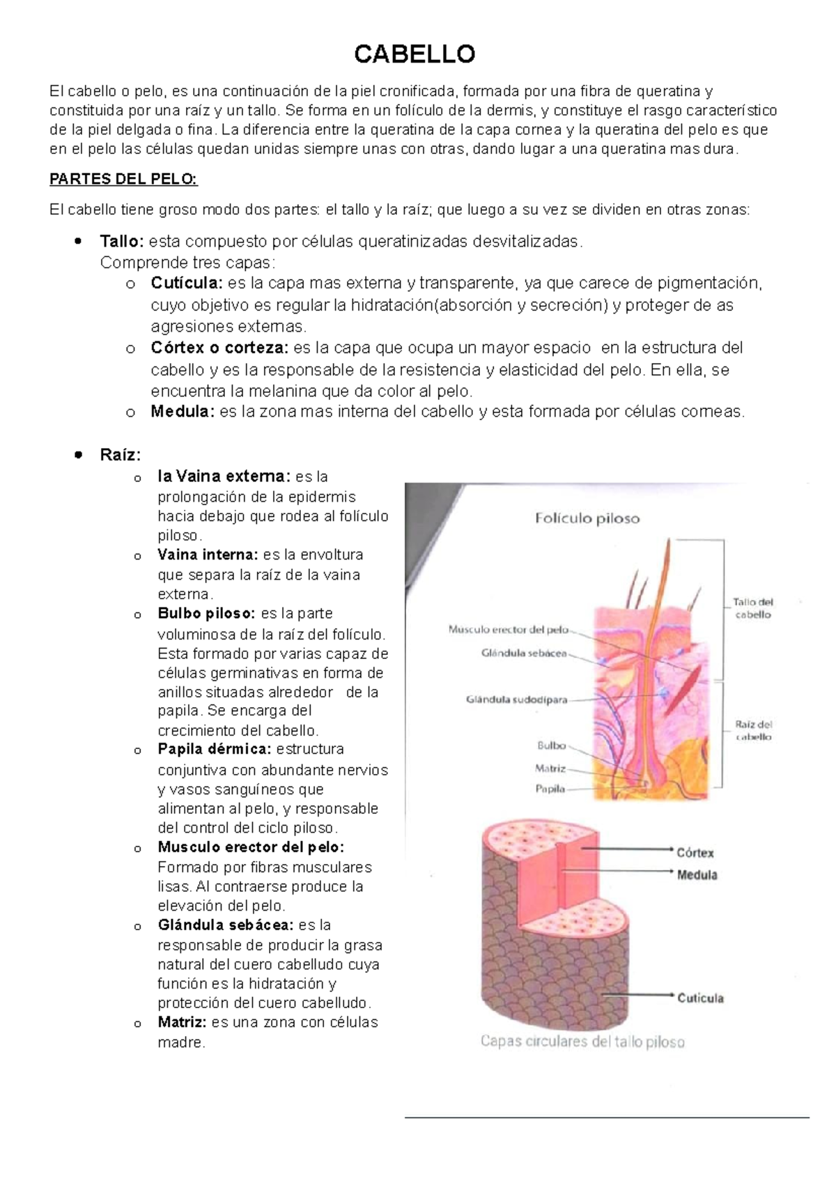 Estudio sobre el Cabello: Estructura, Funciones y Enfermedades - Studocu