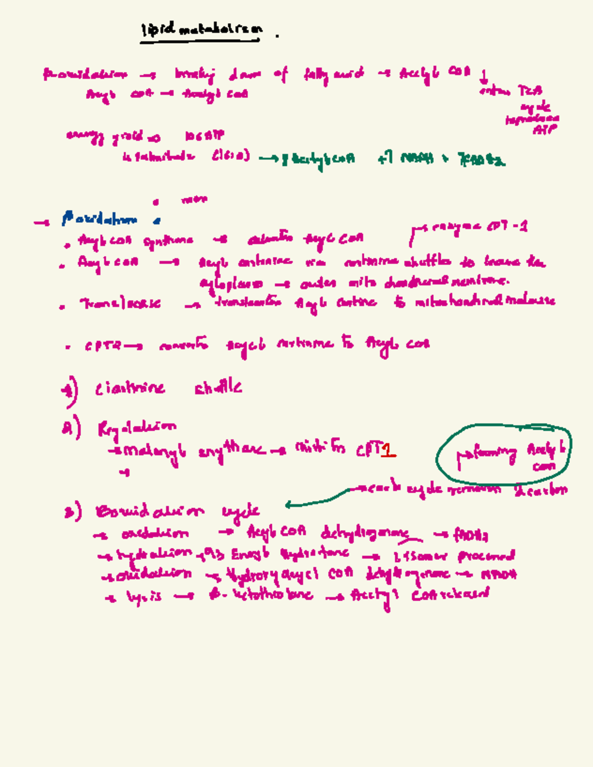 Lipid Metabolism: Key Processes and Energy Yield Analysis - Studocu
