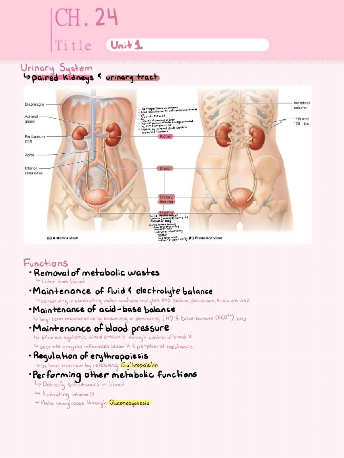 CH. 24 Urinary System Overview: Functions & Anatomy Analysis - Studocu