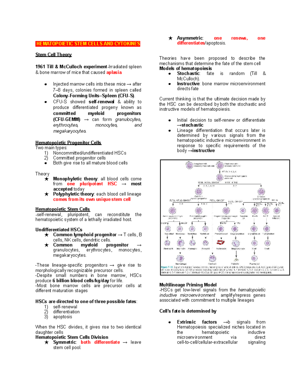 HEMATOPOIETIC STEM CELLS AND CYTOKINES: Prelim Notes - Studocu