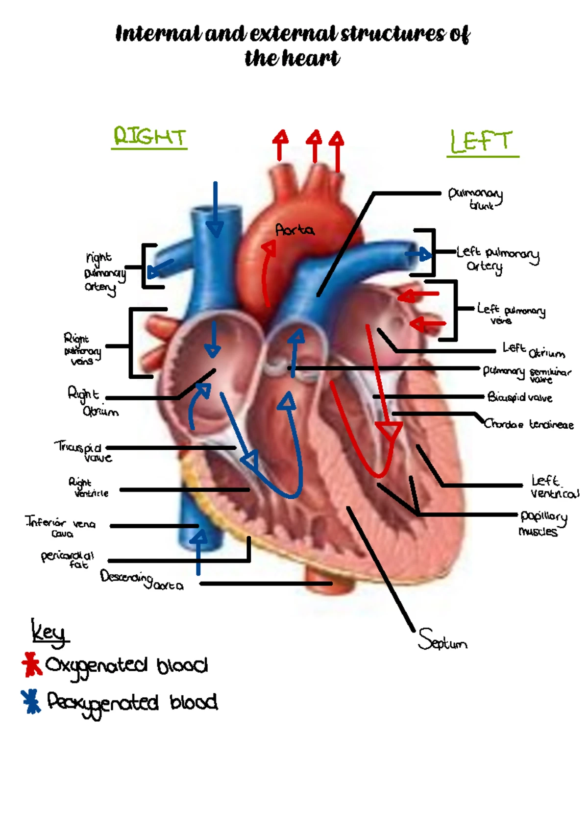Eduvos 2.1. Notes: Pressure, Volume, Flow & Resistance in CV Physiology ...