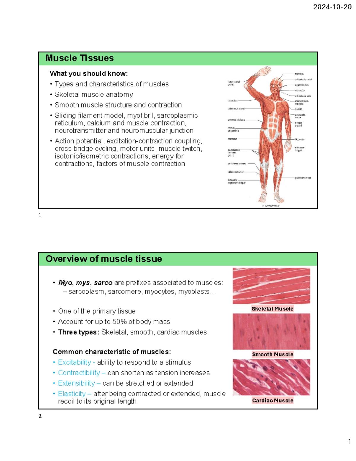 LAB Report 2 - Understanding Smooth Muscle and Gut Contraction - Studocu