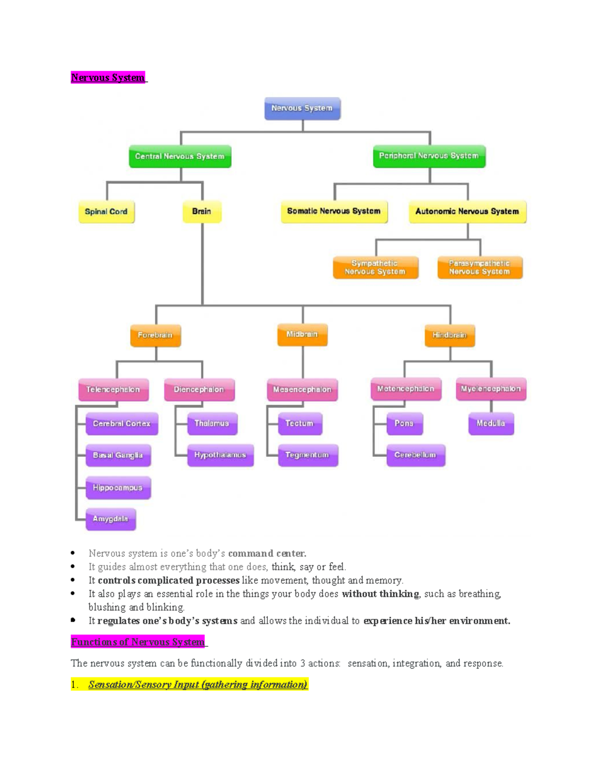 Nervous System Overview and Functions: A Comprehensive Guide - Studocu