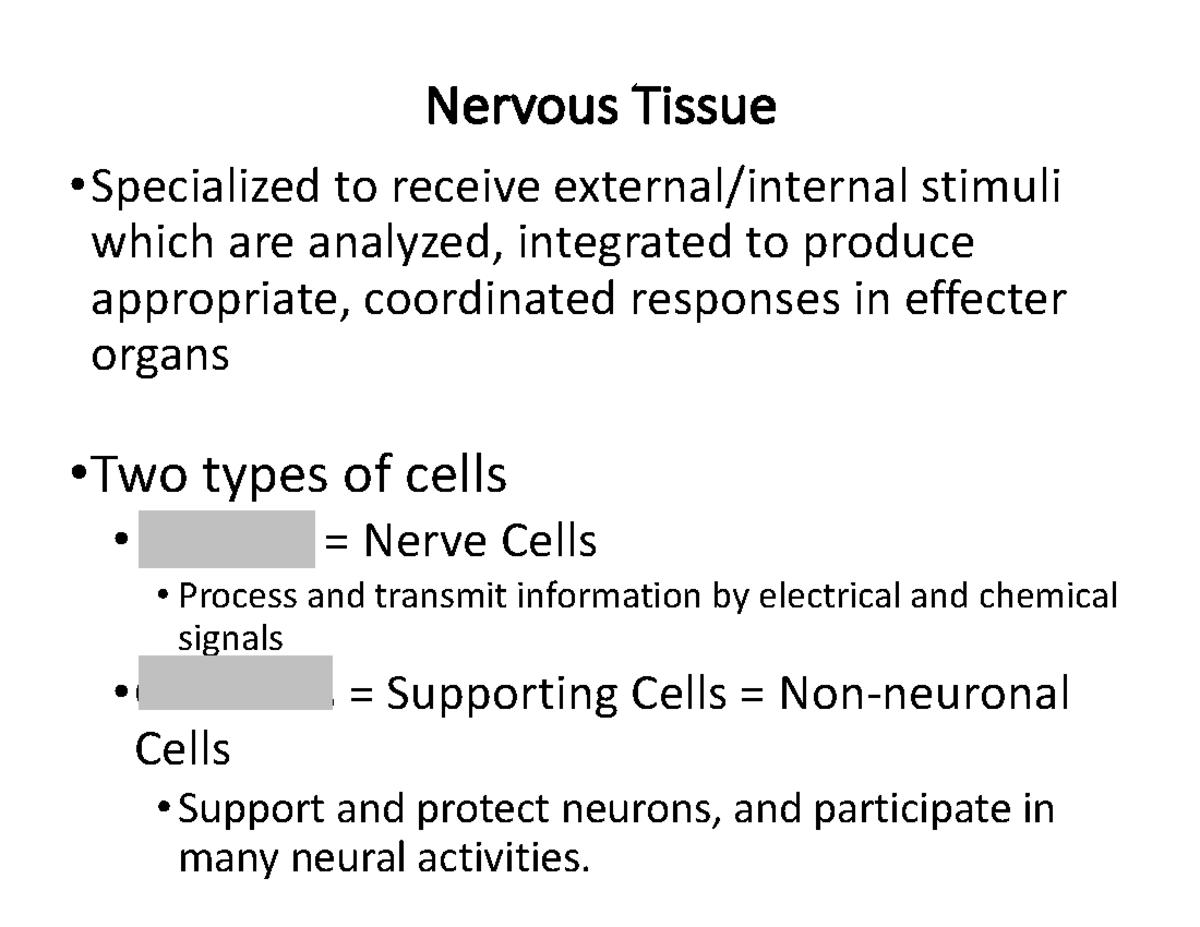 Nervous System Structure and Function: Overview of Cell Types - Studocu