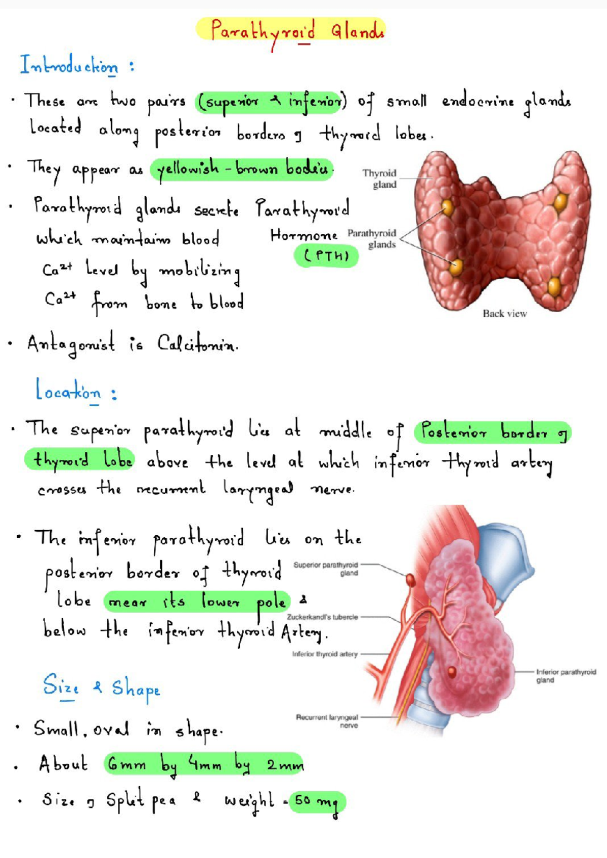 Parathyroid Glands Overview: Anatomy, Function & Blood Supply - Studocu