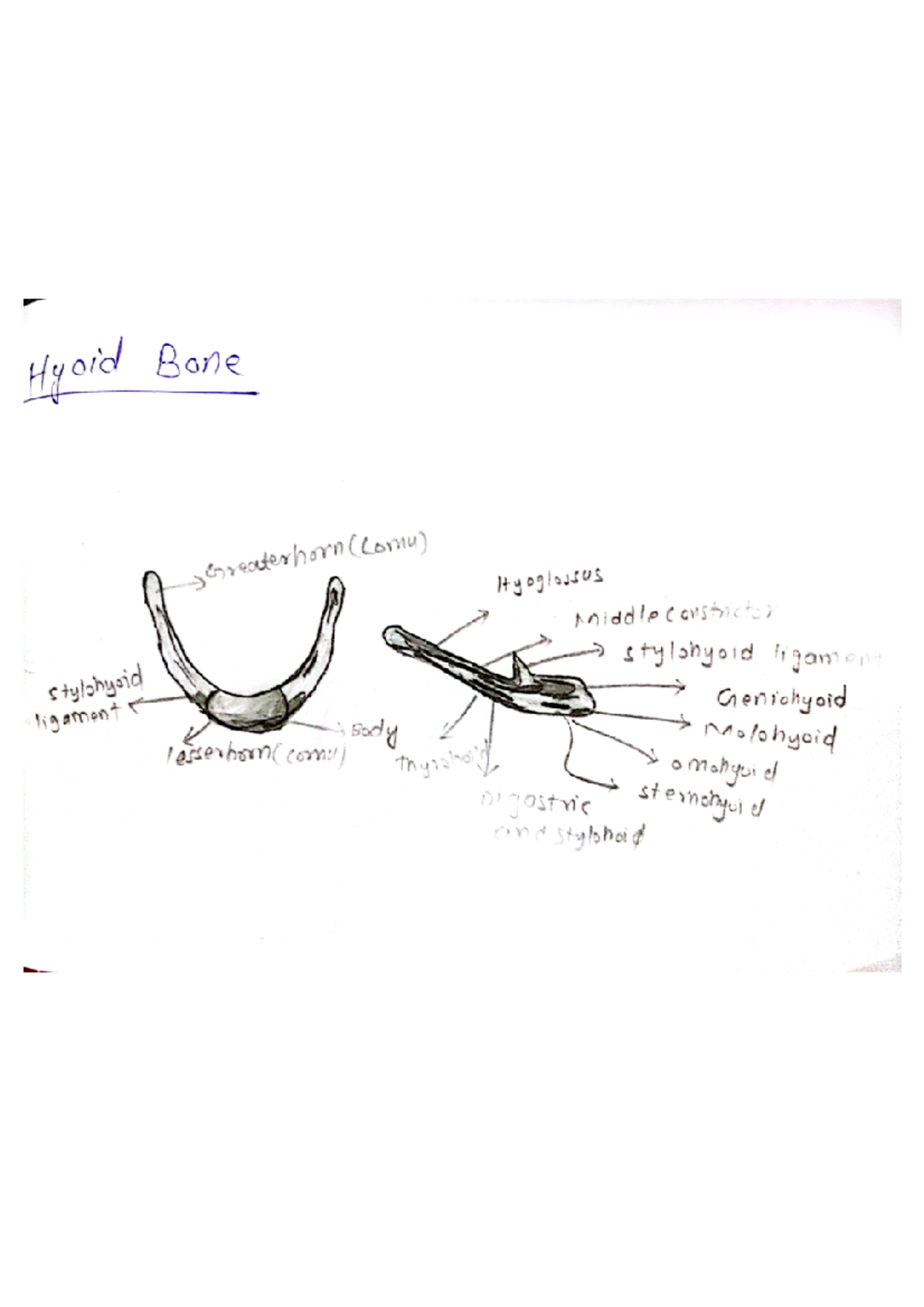 Complete Sketch Book 1st Year BDS By Fawad Afridi - Hyoid Bone ...