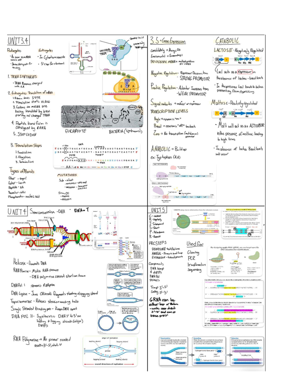 Bio 112 Final Exam Cheat Sheet: Gene Expression & PCR Techniques - Studocu