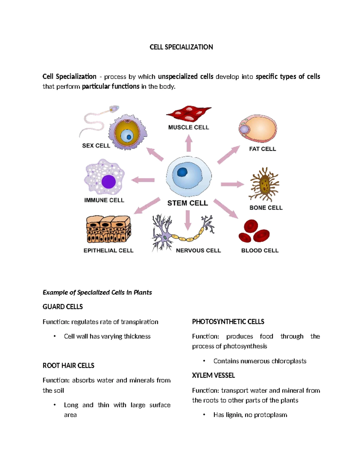 PLANT TISSUES: CLASSIFICATION OF MERISTEMATIC & PERMANENT TYPES - Studocu