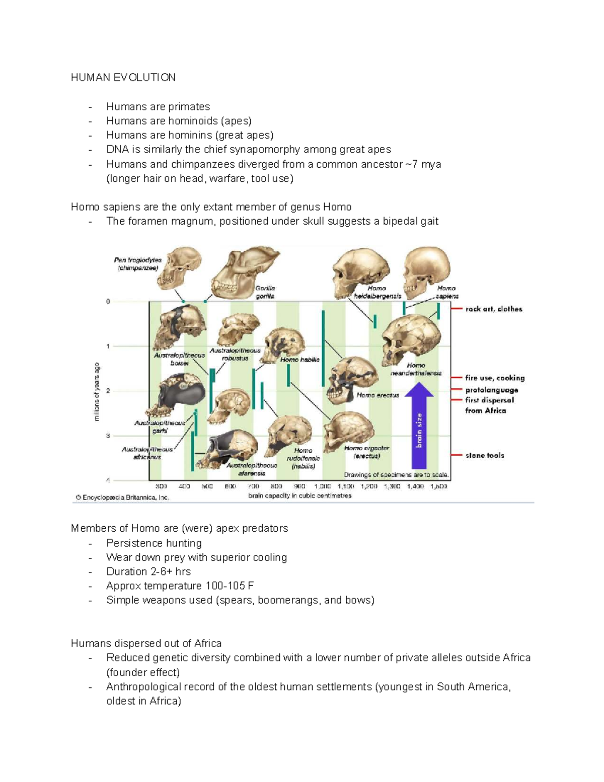 Biology SYBAU Midterm Study Notes: Human Evolution Overview - Studocu