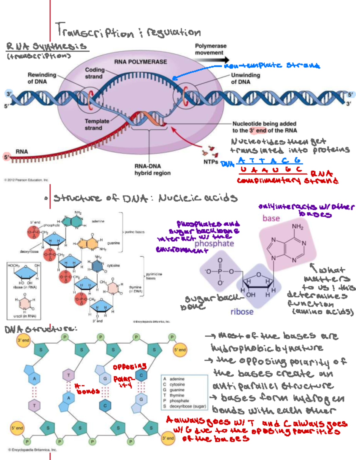 Weeks 9-10 Bio Lecture Notes: Transcription Regulation & RNA Synthesis ...