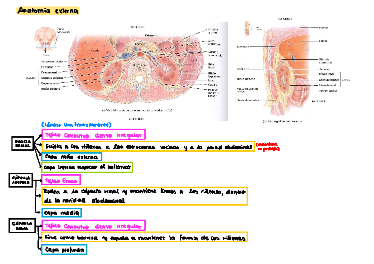 Capas Riñones - Anatomia externa Clámina Lisa transparente - Tejido ...