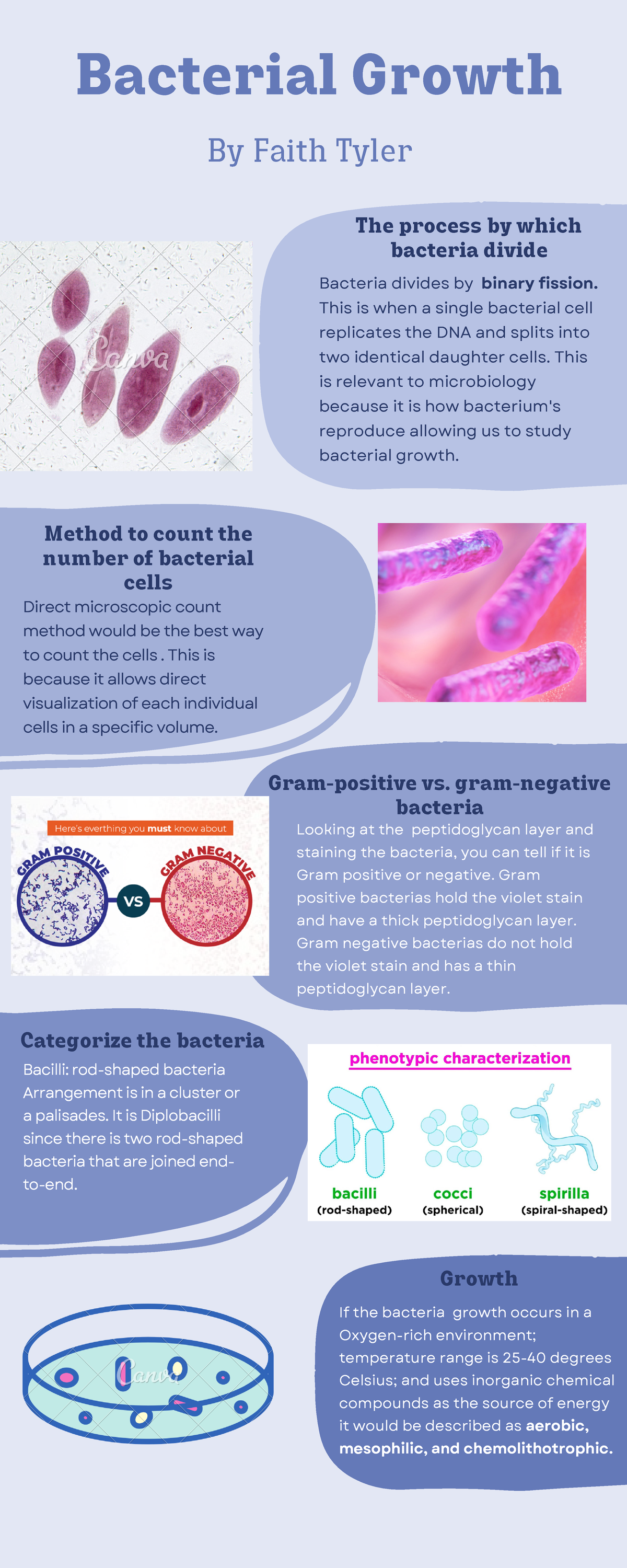 Bacterial Growth Digital - Bacterial Growth Bacteria divides by binary ...