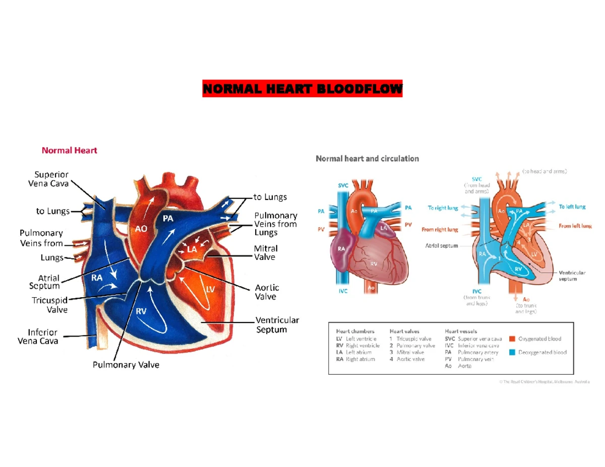 Blood Flow Through the Heart: Understanding Circulatory Pathways - Studocu