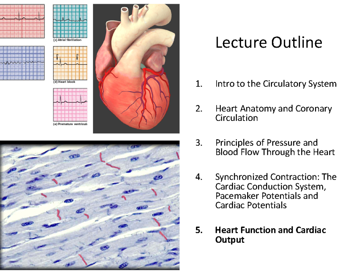 3-1501H WI2026 - Lecture Notes on Blood Vessels and Heart Function ...