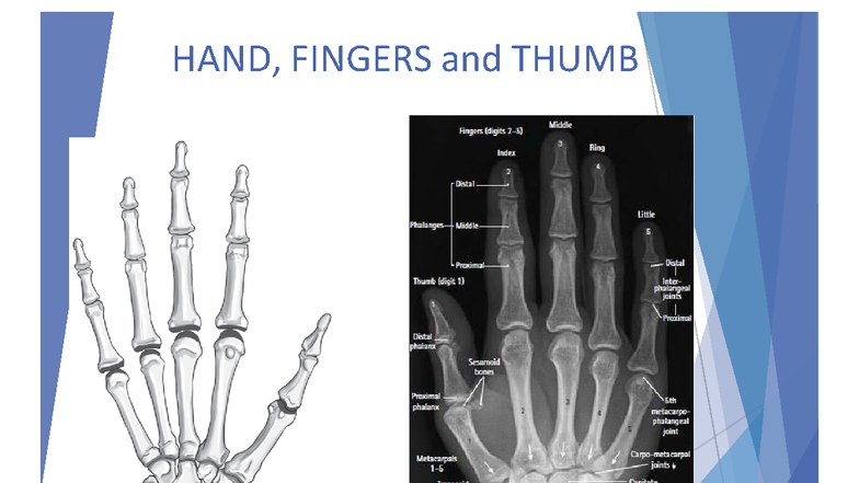Lecture 3 - Radiographic Examination of Hand, Fingers & Thumb - Studocu