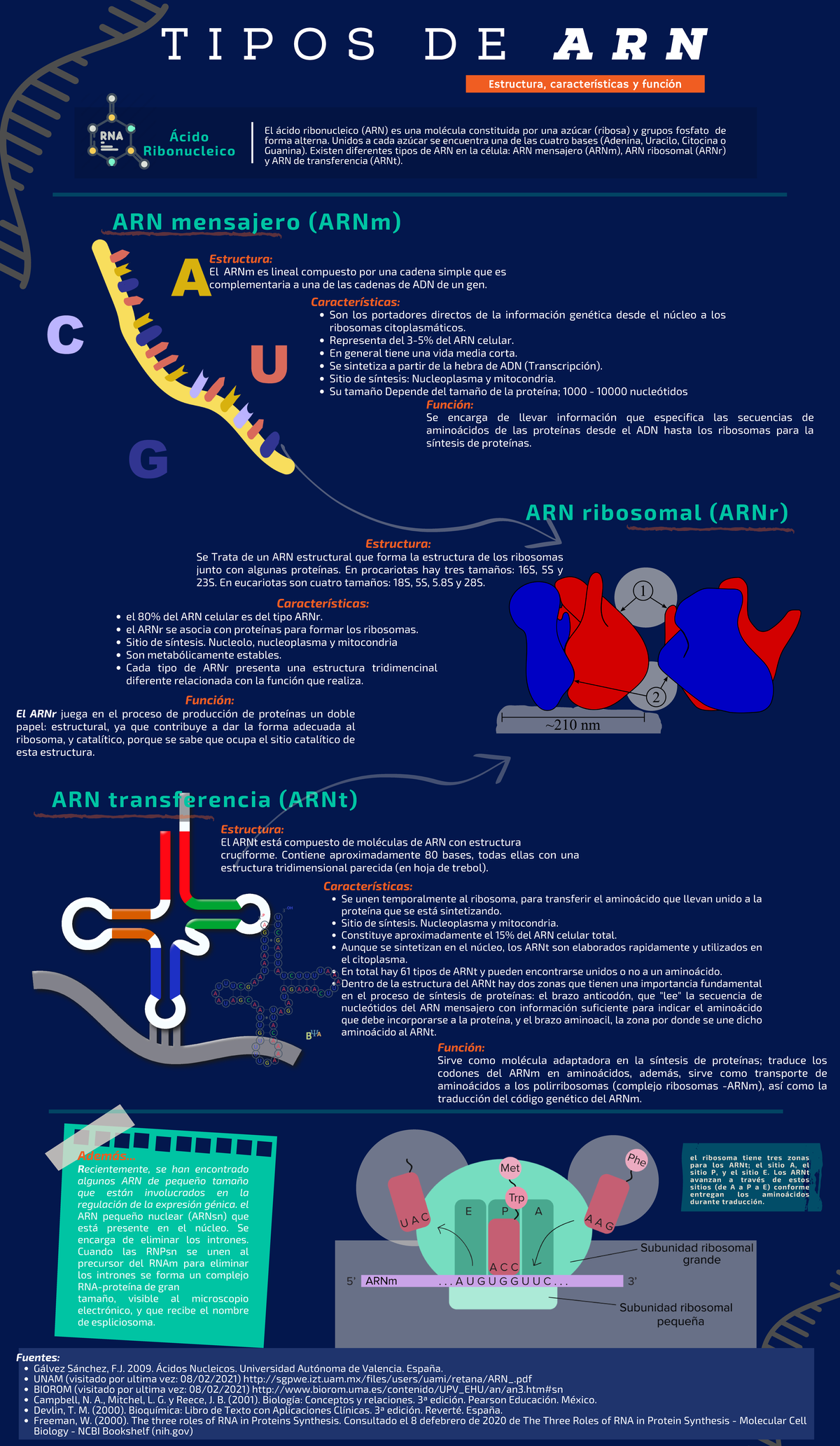 Estructura Simple Del Arn Ribosómico 🟢 Clase 4: El ARN (Ácido