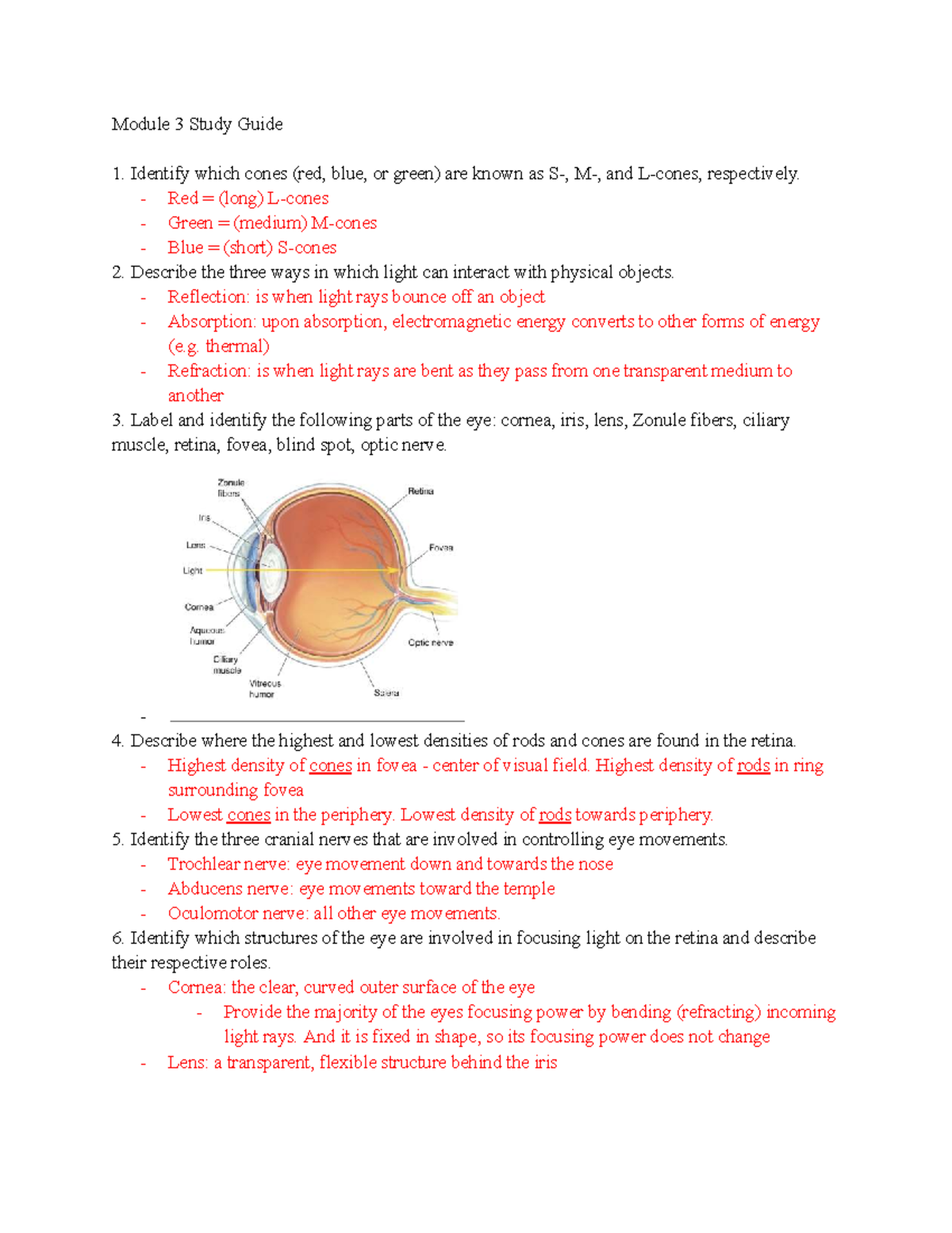 Bio Psychology Study Guide: Visual Processing & Eye Function (Module 3 ...