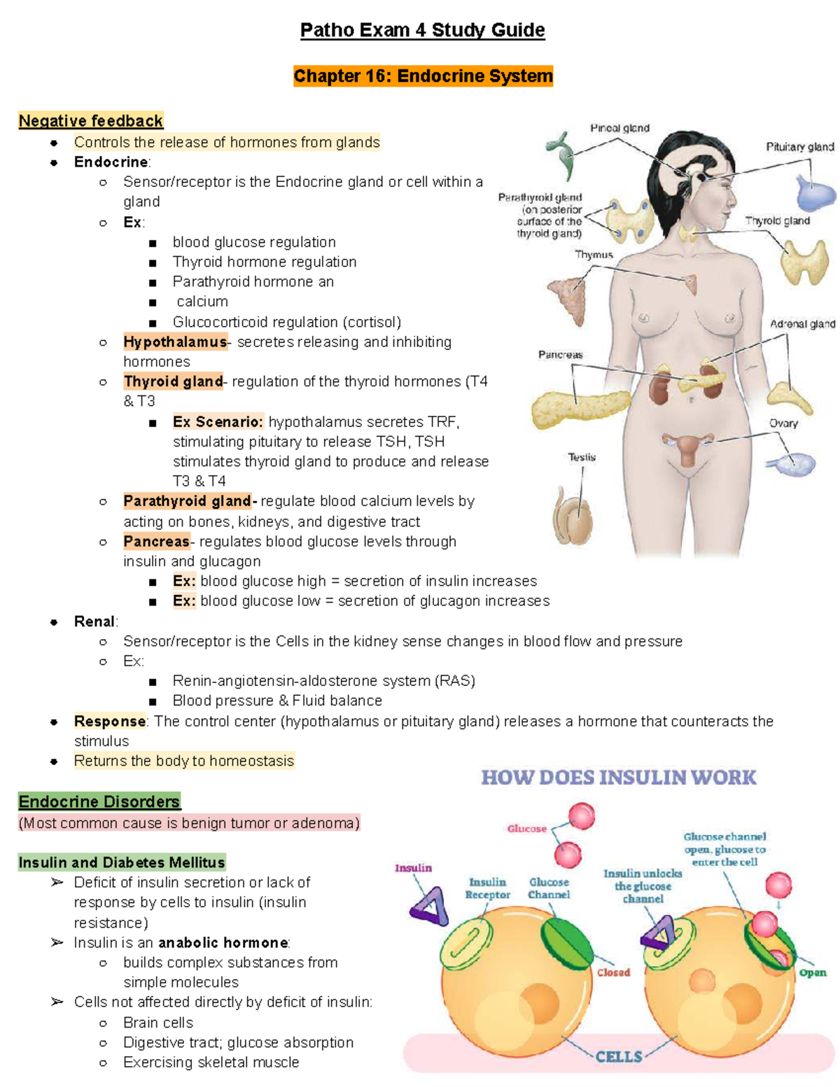 Patho Exam 4 Study Guide: Endocrine & Urinary System Overview - Studocu