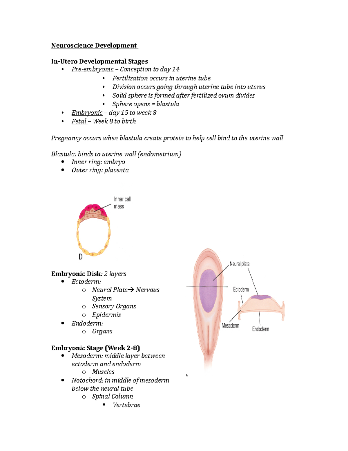 Neuro Development - Lecture notes 7 - Neuroscience Development ...