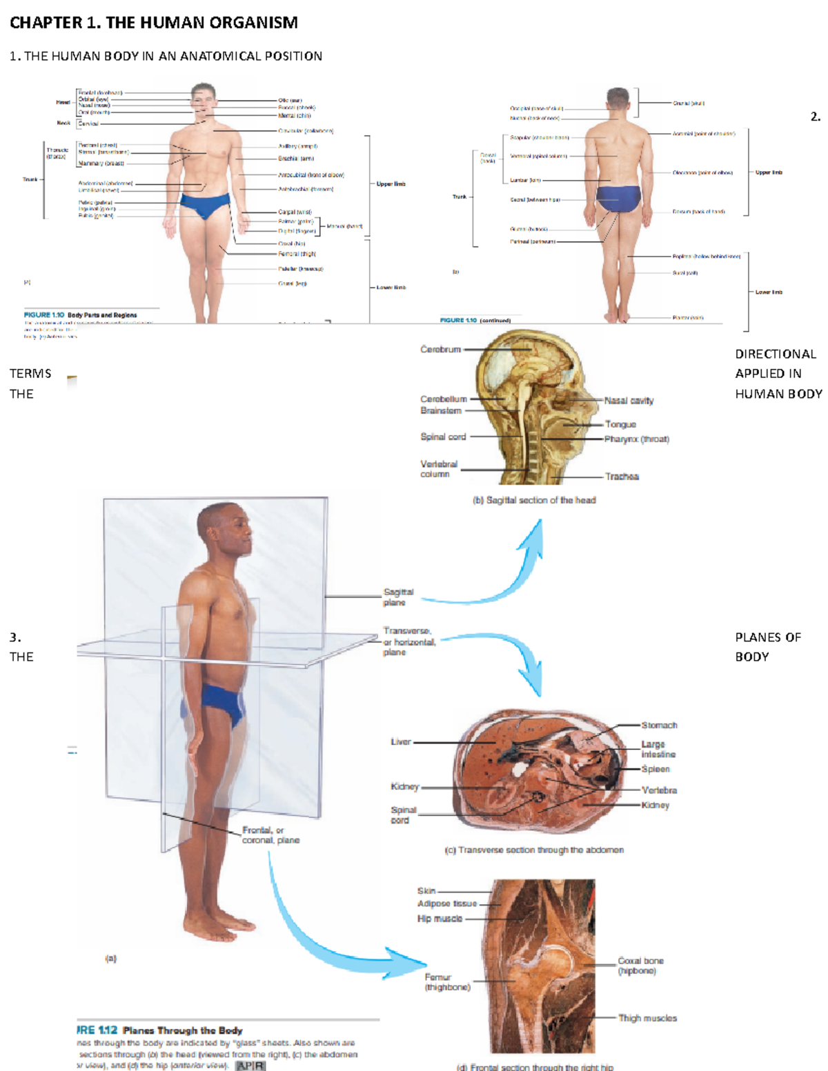 BIO 101: Moving Exam Reviewer for Human Anatomy and Physiology - Document Preview