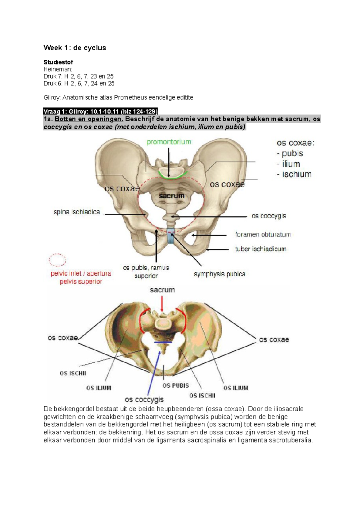LV Anatomie Week 1: De Bekkenstructuur en Gewrichten - Studeersnel