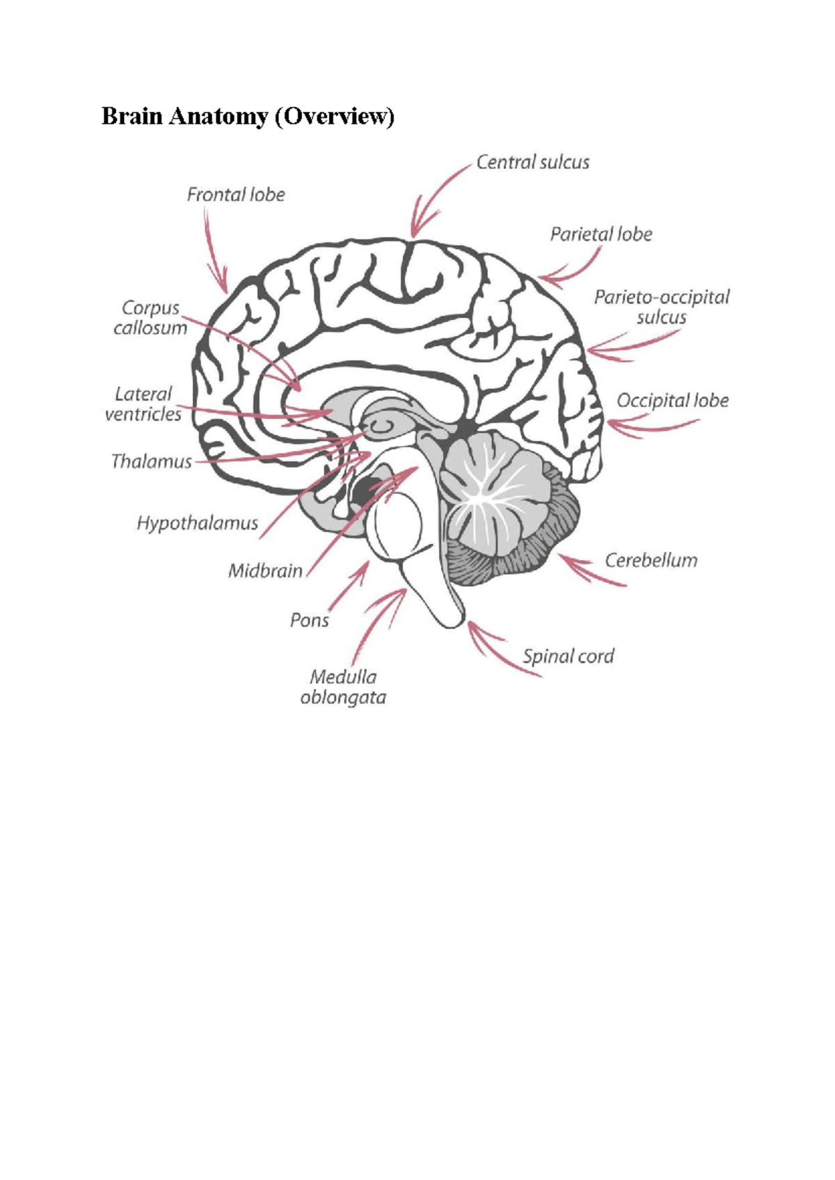 Brain Anatomy Overview: Structure & Functions of the Brain - Studocu
