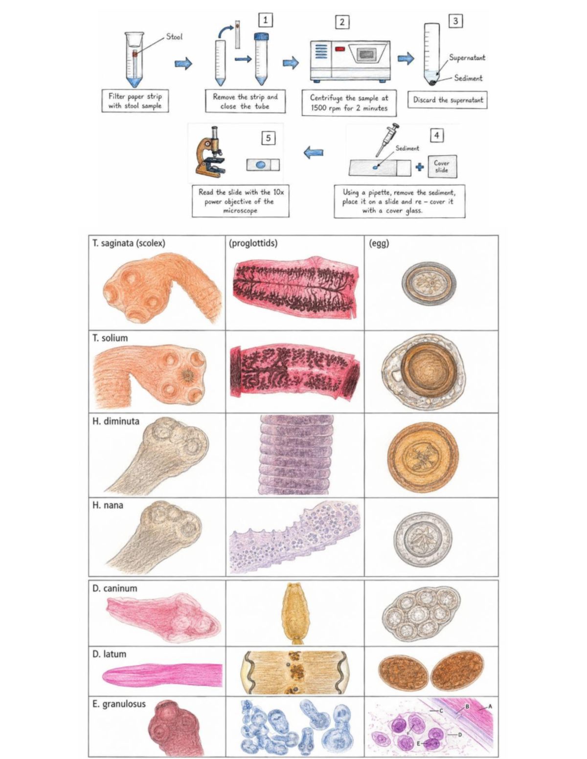 Parasitology Lab Techniques: Stool Sample Analysis (VT) - Studocu