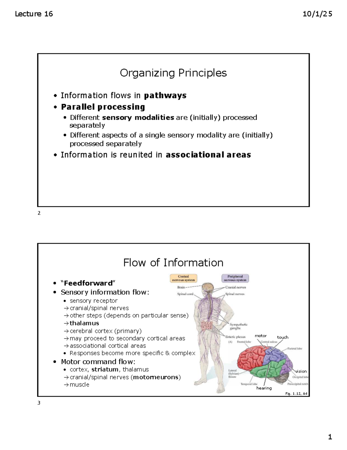 Neuroanatomy Lecture 16: Information Flow & Processing Principles - Studocu