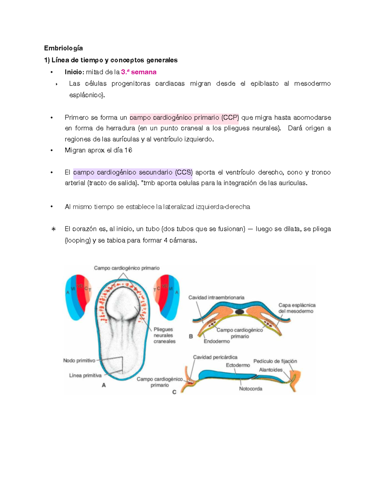 Embriología Cardiaca: Línea de Tiempo y Conceptos Clave (Cardio 1 ...