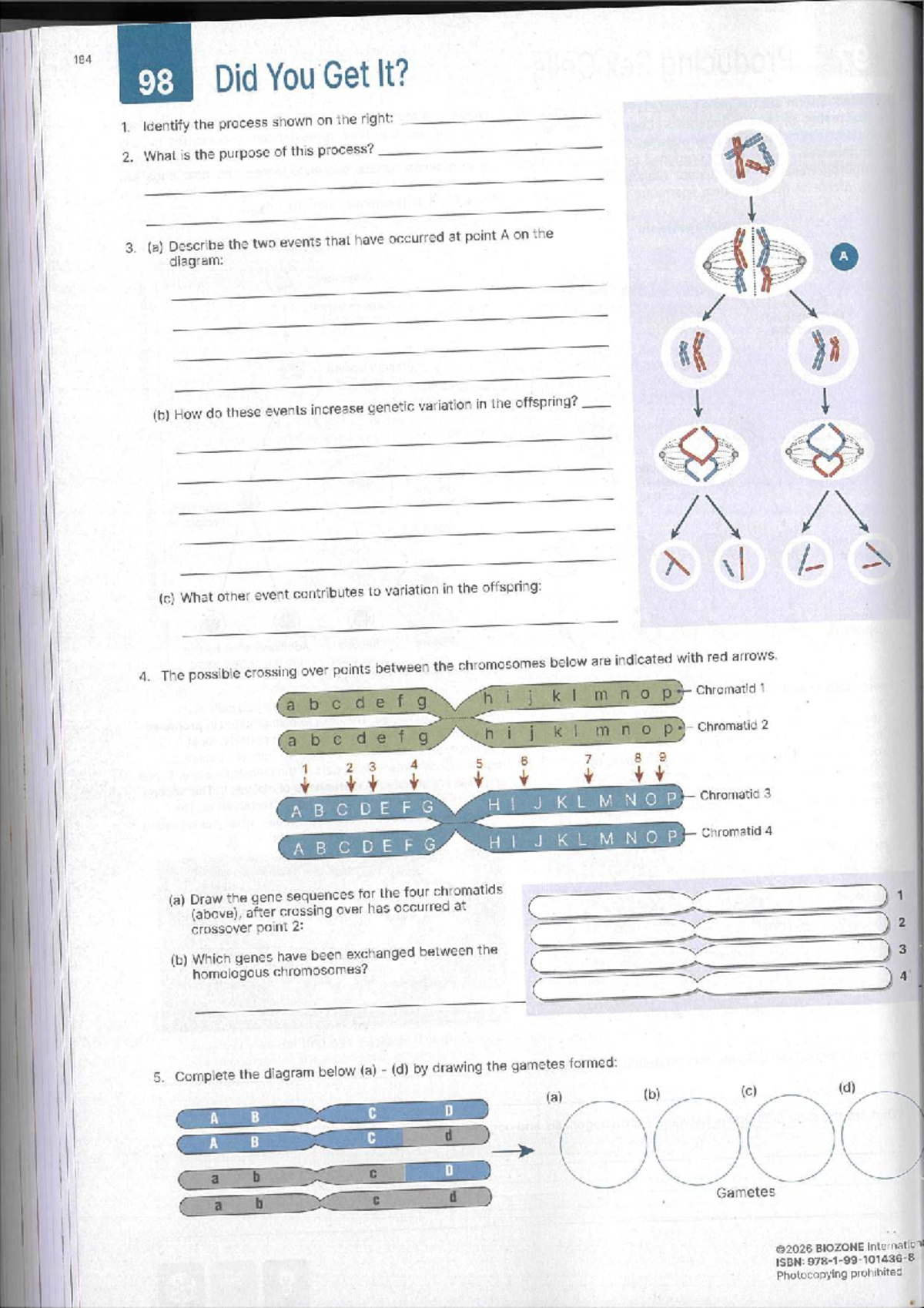 BZ 184 98 Crossing Over & Independent Assortment Worksheet 2 - Studocu
