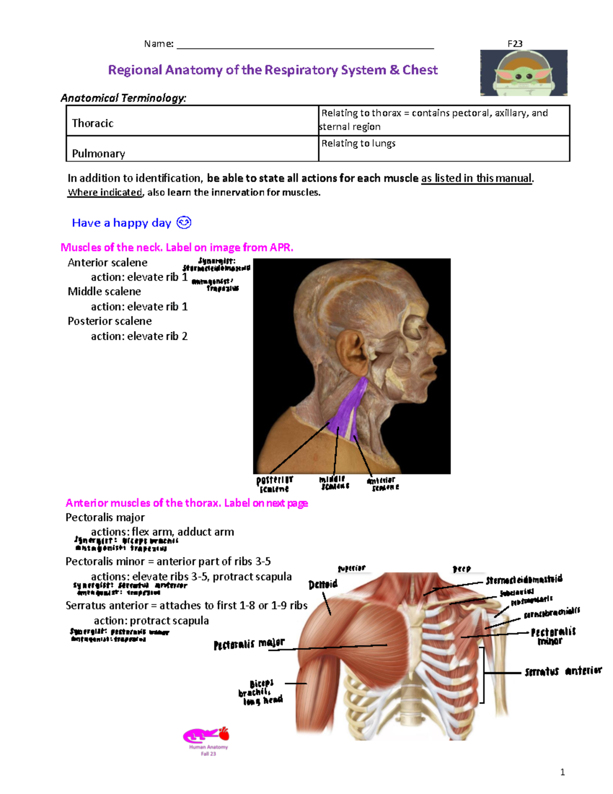 Respiratory System & Chest Anatomy Lab F23: Muscle Actions and Nerves ...