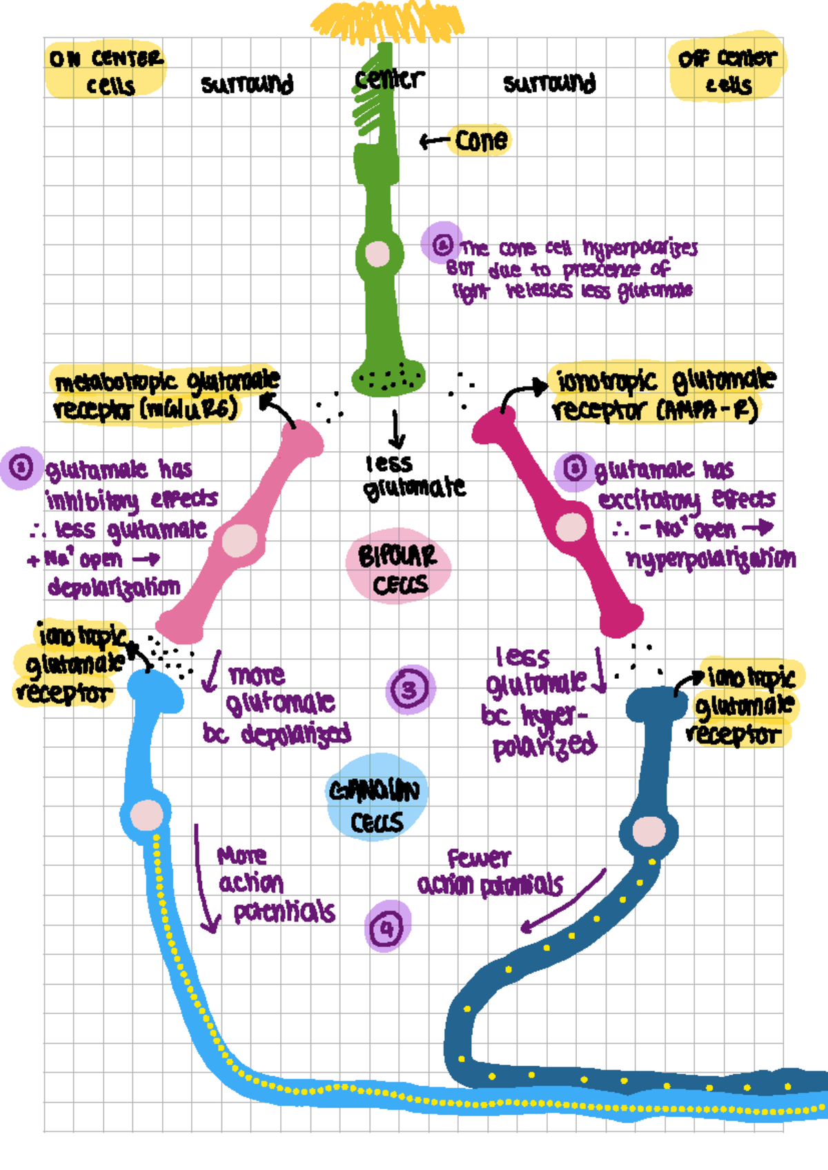 ON CENTER Off Center Cells and Glutamate Receptors in Vision - Studocu
