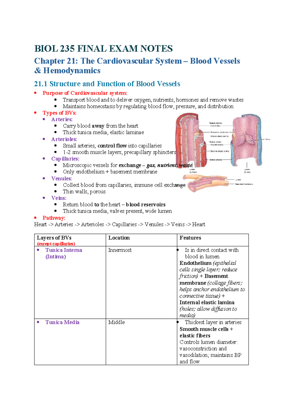 BIOL 235 FINAL EXAM NOTES: Cardiovascular System Overview - Studocu