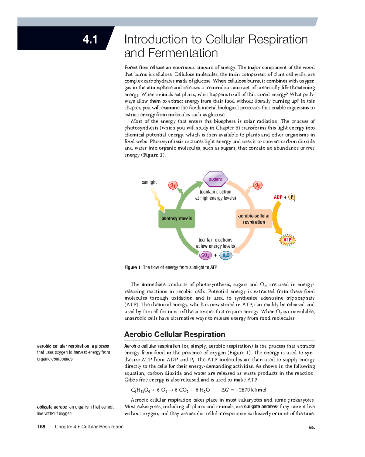 4.1 Cellular Respiration & Fermentation Overview - Nelson Notes - Studocu