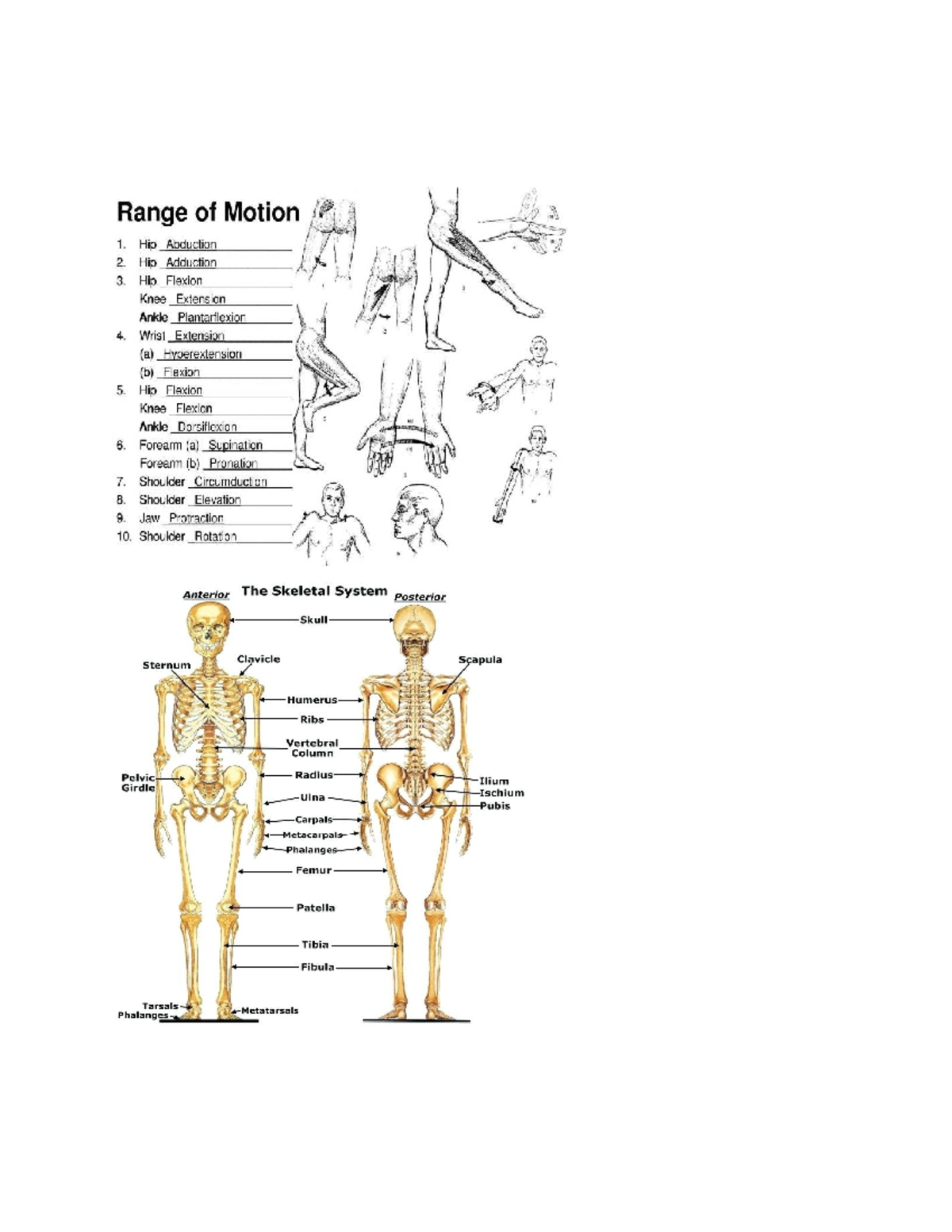 Bio 201: Range of Motion and Skeletal System Study Guide - Studocu