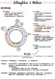 Zellzyklus und Mitose: Ein Überblick der Phasen und Prozesse