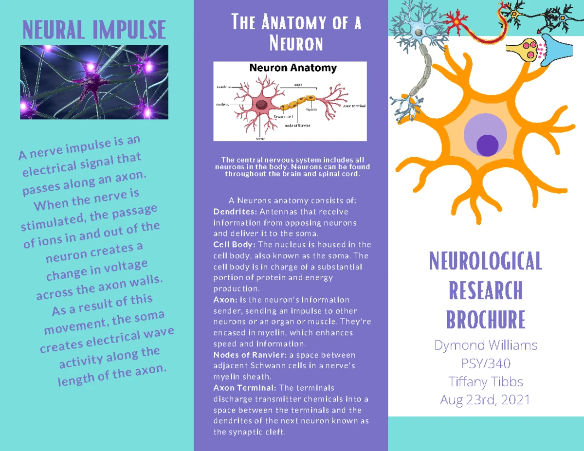 Psy 340 Week 2 Assignment: Brain Anatomy and Function Overview - Studocu